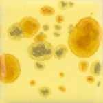 Mayco Jungle Gem - CG-1012 - Haystack -  4 fluid oz.