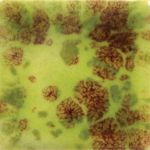 Mayco Jungle Gem - CG-717 - Pistachio -  4 fluid oz.