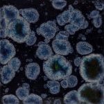 Mayco Jungle Gem - CG-786 - Obsidian -  4 fluid oz.