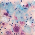 Mayco Jungle Gem - CG-998 - Pink Pixie -  4 fluid oz.