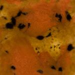 Mayco Crystalite - S-2725 - Safari - 1 pint